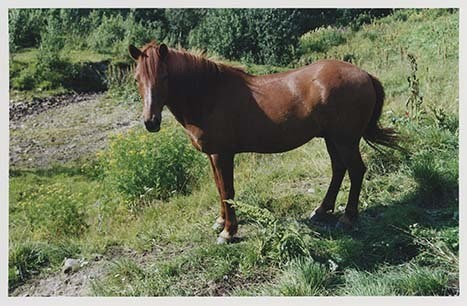 Portrettbilder av lyngshest, samt noen bilder av ridning og gårdsarbeid. Leif Larsen er avbildet på noen av fotografiene. Fra Lyngseidet/Lyngen i 2004.  