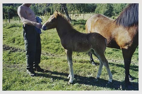 Portrettbilder av lyngshest, samt noen bilder av ridning og gårdsarbeid. Leif Larsen er avbildet på noen av fotografiene. Fra Lyngseidet/Lyngen i 2004.  