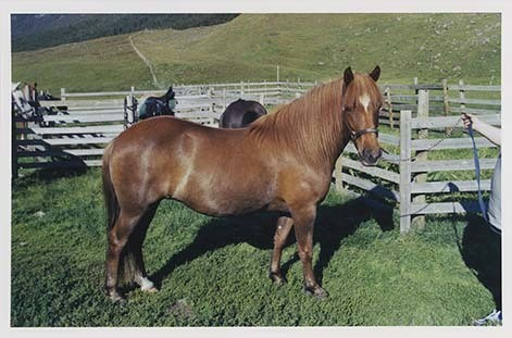 Portrettbilder av lyngshest, samt noen bilder av ridning og gårdsarbeid. Leif Larsen er avbildet på noen av fotografiene. Fra Lyngseidet/Lyngen i 2004.  