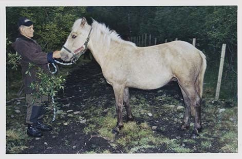 Portrettbilder av lyngshest, samt noen bilder av ridning og gårdsarbeid. Leif Larsen er avbildet på noen av fotografiene. Fra Lyngseidet/Lyngen i 2004.  