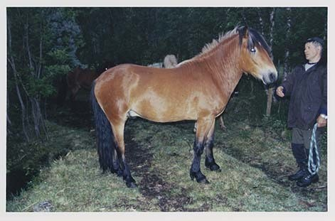 Portrettbilder av lyngshest, samt noen bilder av ridning og gårdsarbeid. Leif Larsen er avbildet på noen av fotografiene. Fra Lyngseidet/Lyngen i 2004.  