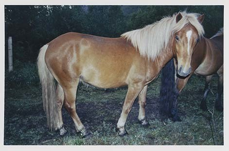 Portrettbilder av lyngshest, samt noen bilder av ridning og gårdsarbeid. Leif Larsen er avbildet på noen av fotografiene. Fra Lyngseidet/Lyngen i 2004.  