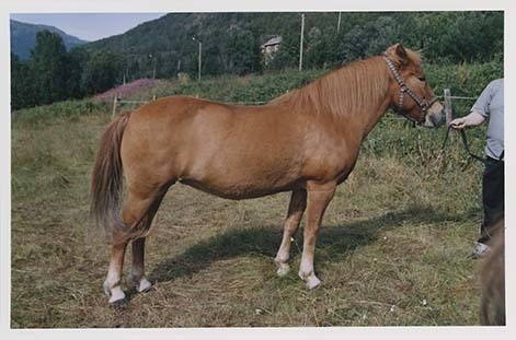 Portrettbilder av lyngshest, samt noen bilder av ridning og gårdsarbeid. Leif Larsen er avbildet på noen av fotografiene. Fra Lyngseidet/Lyngen i 2004.  