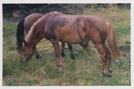 Portrettbilder av lyngshest, samt noen bilder av ridning og gårdsarbeid. Leif Larsen er avbildet på noen av fotografiene. Fra Lyngseidet/Lyngen i 2004.  
