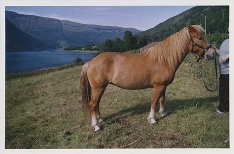 Portrettbilder av lyngshest, samt noen bilder av ridning og gårdsarbeid. Leif Larsen er avbildet på noen av fotografiene. Fra Lyngseidet/Lyngen i 2004.  