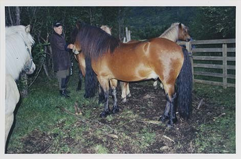 Portrettbilder av lyngshest, samt noen bilder av ridning og gårdsarbeid. Leif Larsen er avbildet på noen av fotografiene. Fra Lyngseidet/Lyngen i 2004.  