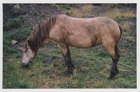 Portrettbilder av lyngshest, samt noen bilder av ridning og gårdsarbeid. Leif Larsen er avbildet på noen av fotografiene. Fra Lyngseidet/Lyngen i 2004.  
