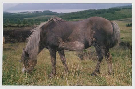 Portrettbilder av lyngshest, samt noen bilder av ridning og gårdsarbeid. Leif Larsen er avbildet på noen av fotografiene. Fra Lyngseidet/Lyngen i 2004.  