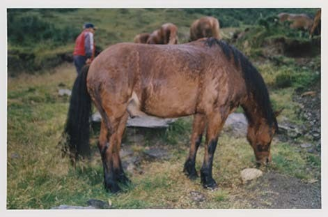 Portrettbilder av lyngshest, samt noen bilder av ridning og gårdsarbeid. Leif Larsen er avbildet på noen av fotografiene. Fra Lyngseidet/Lyngen i 2004.  