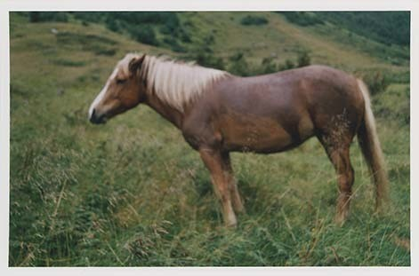 Portrettbilder av lyngshest, samt noen bilder av ridning og gårdsarbeid. Leif Larsen er avbildet på noen av fotografiene. Fra Lyngseidet/Lyngen i 2004.  