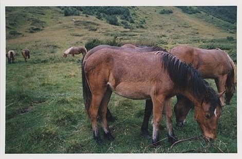Portrettbilder av lyngshest, samt noen bilder av ridning og gårdsarbeid. Leif Larsen er avbildet på noen av fotografiene. Fra Lyngseidet/Lyngen i 2004.  