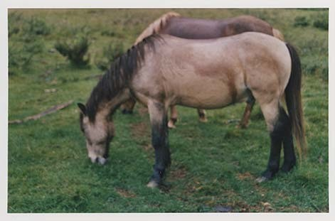 Portrettbilder av lyngshest, samt noen bilder av ridning og gårdsarbeid. Leif Larsen er avbildet på noen av fotografiene. Fra Lyngseidet/Lyngen i 2004.  