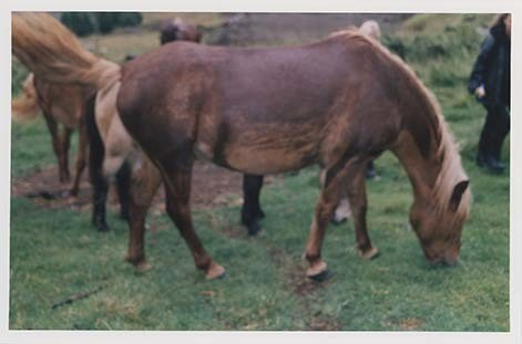 Portrettbilder av lyngshest, samt noen bilder av ridning og gårdsarbeid. Leif Larsen er avbildet på noen av fotografiene. Fra Lyngseidet/Lyngen i 2004.  