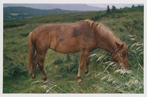 Portrettbilder av lyngshest, samt noen bilder av ridning og gårdsarbeid. Leif Larsen er avbildet på noen av fotografiene. Fra Lyngseidet/Lyngen i 2004.  