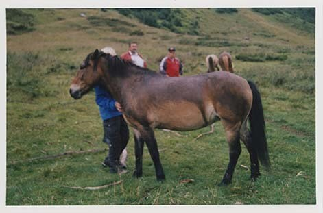 Portrettbilder av lyngshest, samt noen bilder av ridning og gårdsarbeid. Leif Larsen er avbildet på noen av fotografiene. Fra Lyngseidet/Lyngen i 2004.  