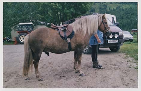 Portrettbilder av lyngshest, samt noen bilder av ridning og gårdsarbeid. Leif Larsen er avbildet på noen av fotografiene. Fra Lyngseidet/Lyngen i 2004.  
