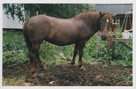 Portrettbilder av lyngshest, samt noen bilder av ridning og gårdsarbeid. Leif Larsen er avbildet på noen av fotografiene. Fra Lyngseidet/Lyngen i 2004.  