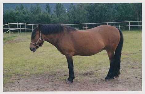 Portrettbilder av lyngshest, samt noen bilder av ridning og gårdsarbeid. Leif Larsen er avbildet på noen av fotografiene. Fra Lyngseidet/Lyngen i 2004.  