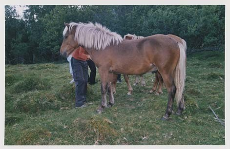 Portrettbilder av lyngshest, samt noen bilder av ridning og gårdsarbeid. Leif Larsen er avbildet på noen av fotografiene. Fra Lyngseidet/Lyngen i 2004.  