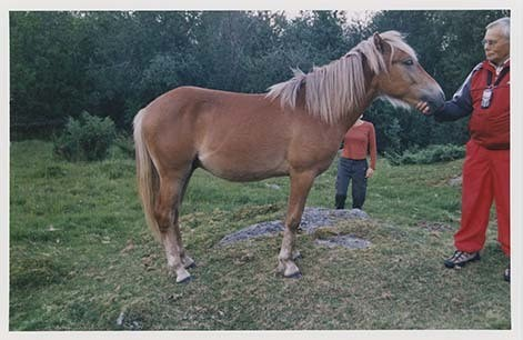 Portrettbilder av lyngshest, samt noen bilder av ridning og gårdsarbeid. Leif Larsen er avbildet på noen av fotografiene. Fra Lyngseidet/Lyngen i 2004.  