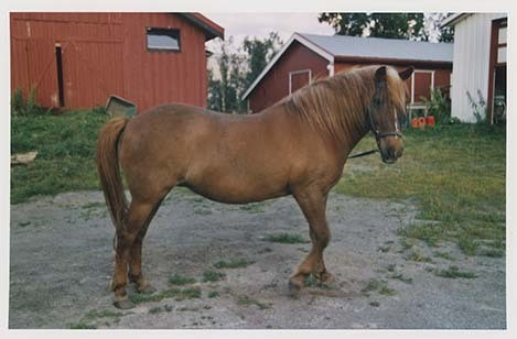 Portrettbilder av lyngshest, samt noen bilder av ridning og gårdsarbeid. Leif Larsen er avbildet på noen av fotografiene. Fra Lyngseidet/Lyngen i 2004.  