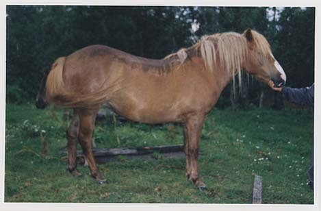 Portrettbilder av lyngshest, samt noen bilder av ridning og gårdsarbeid. Leif Larsen er avbildet på noen av fotografiene. Fra Lyngseidet/Lyngen i 2004.  