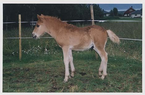 Portrettbilder av lyngshest, samt noen bilder av ridning og gårdsarbeid. Leif Larsen er avbildet på noen av fotografiene. Fra Lyngseidet/Lyngen i 2004.  
