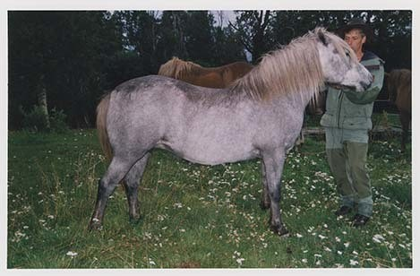 Portrettbilder av lyngshest, samt noen bilder av ridning og gårdsarbeid. Leif Larsen er avbildet på noen av fotografiene. Fra Lyngseidet/Lyngen i 2004.  