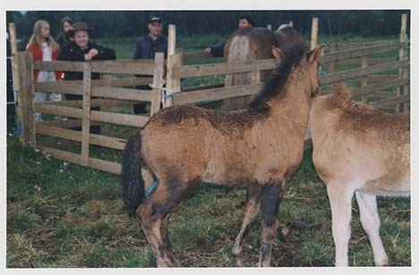 Portrettbilder av lyngshest, samt noen bilder av ridning og gårdsarbeid. Leif Larsen er avbildet på noen av fotografiene. Fra Lyngseidet/Lyngen i 2004.  