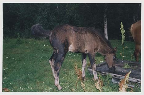 Portrettbilder av lyngshest, samt noen bilder av ridning og gårdsarbeid. Leif Larsen er avbildet på noen av fotografiene. Fra Lyngseidet/Lyngen i 2004.  