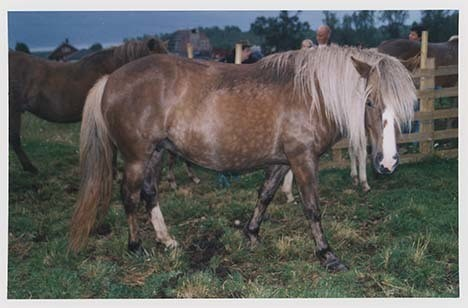 Portrettbilder av lyngshest, samt noen bilder av ridning og gårdsarbeid. Leif Larsen er avbildet på noen av fotografiene. Fra Lyngseidet/Lyngen i 2004.  