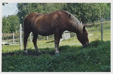 Portrettbilder av lyngshest, samt noen bilder av ridning og gårdsarbeid. Leif Larsen er avbildet på noen av fotografiene. Fra Lyngseidet/Lyngen i 2004.  