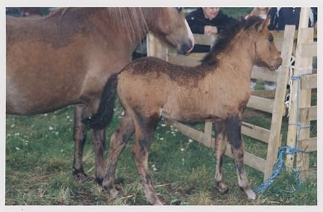 Portrettbilder av lyngshest, samt noen bilder av ridning og gårdsarbeid. Leif Larsen er avbildet på noen av fotografiene. Fra Lyngseidet/Lyngen i 2004.  