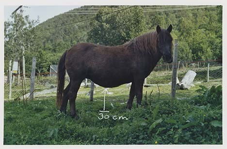 Portrettbilder av lyngshest, samt noen bilder av ridning og gårdsarbeid. Leif Larsen er avbildet på noen av fotografiene. Fra Lyngseidet/Lyngen i 2004.  