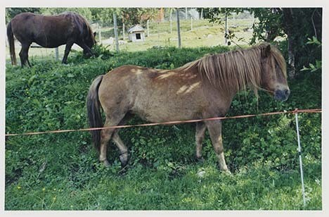 Portrettbilder av lyngshest, samt noen bilder av ridning og gårdsarbeid. Leif Larsen er avbildet på noen av fotografiene. Fra Lyngseidet/Lyngen i 2004.  