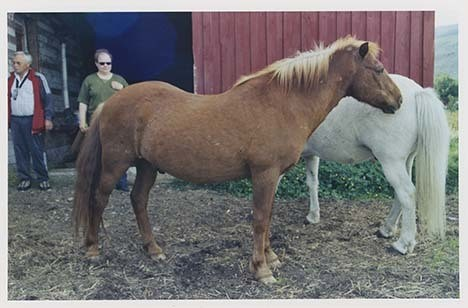 Portrettbilder av lyngshest, samt noen bilder av ridning og gårdsarbeid. Leif Larsen er avbildet på noen av fotografiene. Fra Lyngseidet/Lyngen i 2004.  