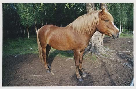 Portrettbilder av lyngshest, samt noen bilder av ridning og gårdsarbeid. Leif Larsen er avbildet på noen av fotografiene. Fra Lyngseidet/Lyngen i 2004.  