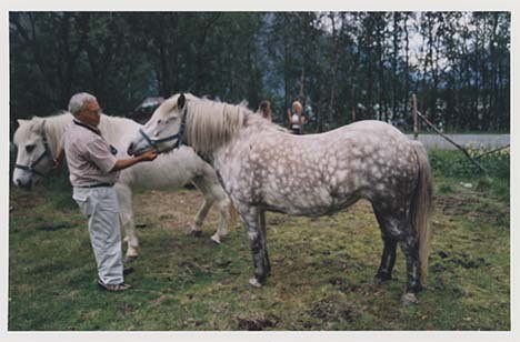 Portrettbilder av lyngshest, samt noen bilder av ridning og gårdsarbeid. Leif Larsen er avbildet på noen av fotografiene. Fra Lyngseidet/Lyngen i 2004.  