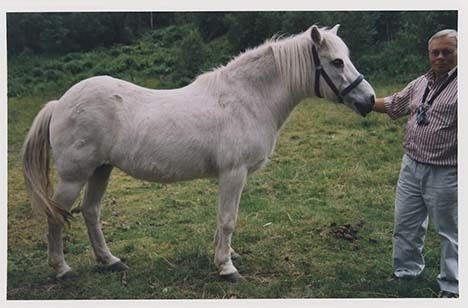 Portrettbilder av lyngshest, samt noen bilder av ridning og gårdsarbeid. Leif Larsen er avbildet på noen av fotografiene. Fra Lyngseidet/Lyngen i 2004.  