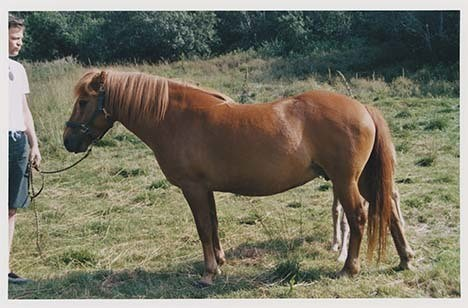 Portrettbilder av lyngshest, samt noen bilder av ridning og gårdsarbeid. Leif Larsen er avbildet på noen av fotografiene. Fra Lyngseidet/Lyngen i 2004.  