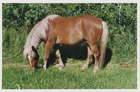 Portrettbilder av lyngshest, samt noen bilder av ridning og gårdsarbeid. Leif Larsen er avbildet på noen av fotografiene. Fra Lyngseidet/Lyngen i 2004.  