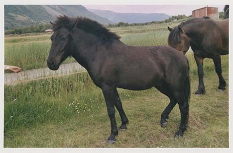 Portrettbilder av lyngshest, samt noen bilder av ridning og gårdsarbeid. Leif Larsen er avbildet på noen av fotografiene. Fra Lyngseidet/Lyngen i 2004.  