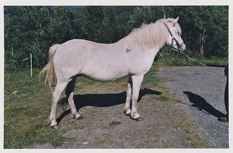 Portrettbilder av lyngshest, samt noen bilder av ridning og gårdsarbeid. Leif Larsen er avbildet på noen av fotografiene. Fra Lyngseidet/Lyngen i 2004.  