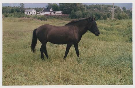 Portrettbilder av lyngshest, samt noen bilder av ridning og gårdsarbeid. Leif Larsen er avbildet på noen av fotografiene. Fra Lyngseidet/Lyngen i 2004.  