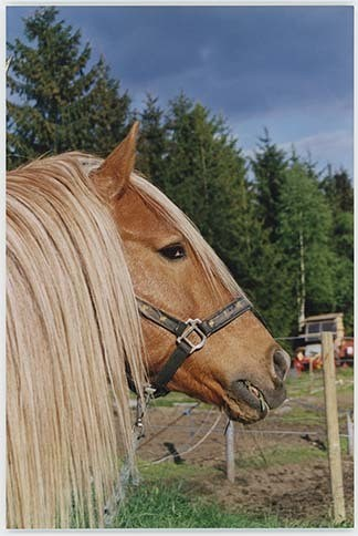 Portrettbilder av lyngshest, samt noen bilder av ridning og gårdsarbeid. Leif Larsen er avbildet på noen av fotografiene. Fra Lyngseidet/Lyngen i 2004.  