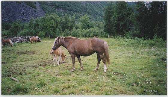 Portrettbilder av lyngshest, samt noen bilder av ridning og gårdsarbeid. Leif Larsen er avbildet på noen av fotografiene. Fra Lyngseidet/Lyngen i 2004.  