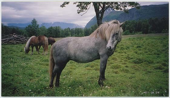 Portrettbilder av lyngshest, samt noen bilder av ridning og gårdsarbeid. Leif Larsen er avbildet på noen av fotografiene. Fra Lyngseidet/Lyngen i 2004.  