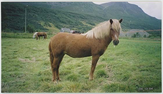 Portrettbilder av lyngshest, samt noen bilder av ridning og gårdsarbeid. Leif Larsen er avbildet på noen av fotografiene. Fra Lyngseidet/Lyngen i 2004.  