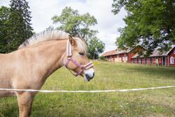 Häst utanför Vallastallet i Valla utanför Linköping.