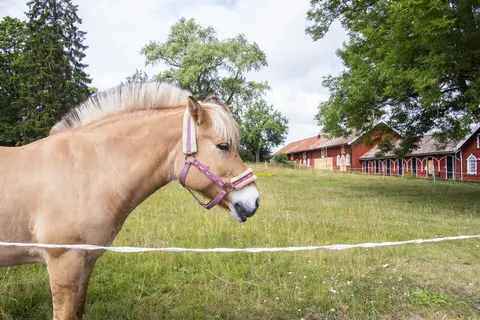 Häst utanför Vallastallet i Valla utanför Linköping.